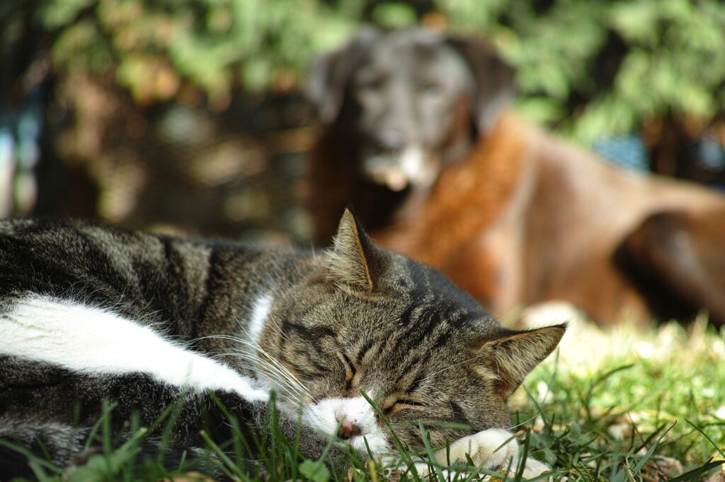 animals, nature, mammals-3219619.jpg