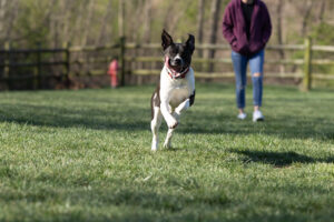 Biggie Dakota Rogers dog running in the park long tongue hanging out.